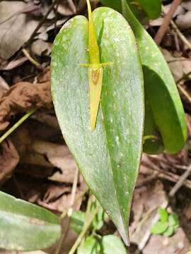 Image de Pleurothallis microcardia Rchb. fil.