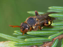 Image de Nomada lathburiana (Kirby 1802)