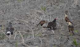 Geranoaetus albicaudatus (Vieillot 1816) resmi