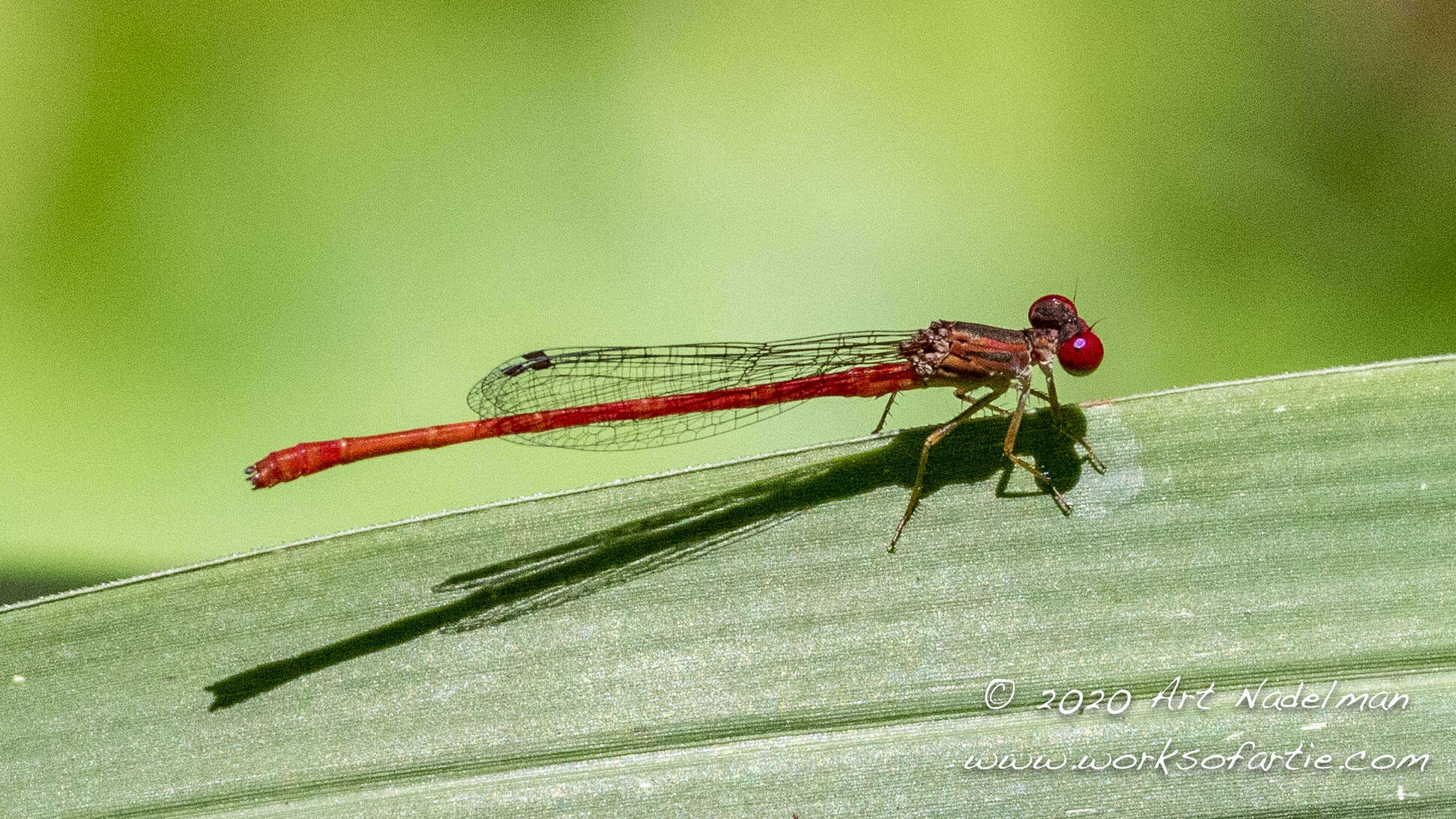 Image of Duckweed Firetail