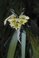 Image de Gladiolus buckerveldii (L. Bolus) Goldblatt