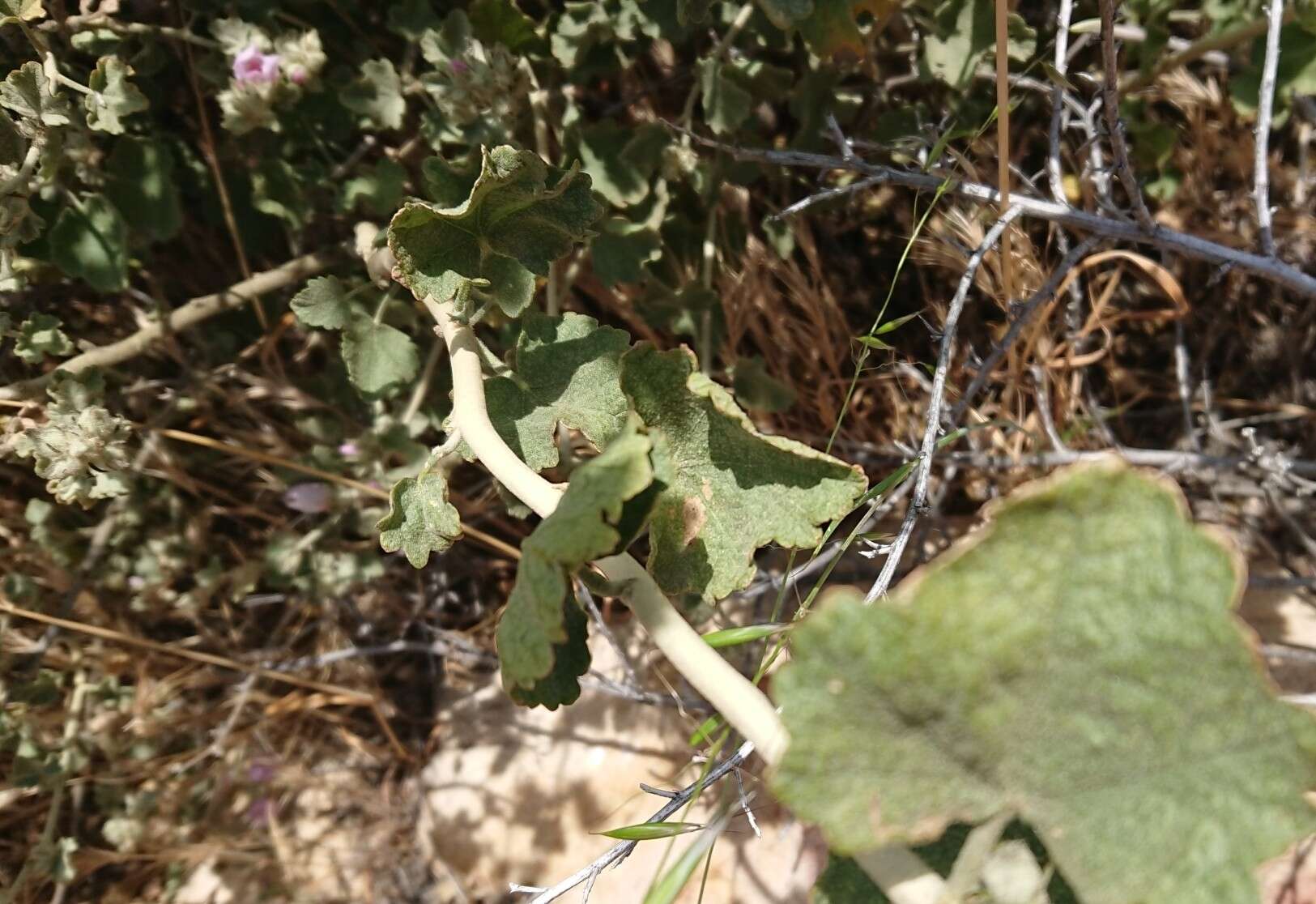 Imagem de Malacothamnus marrubioides (Dur. & Hilg.) Greene