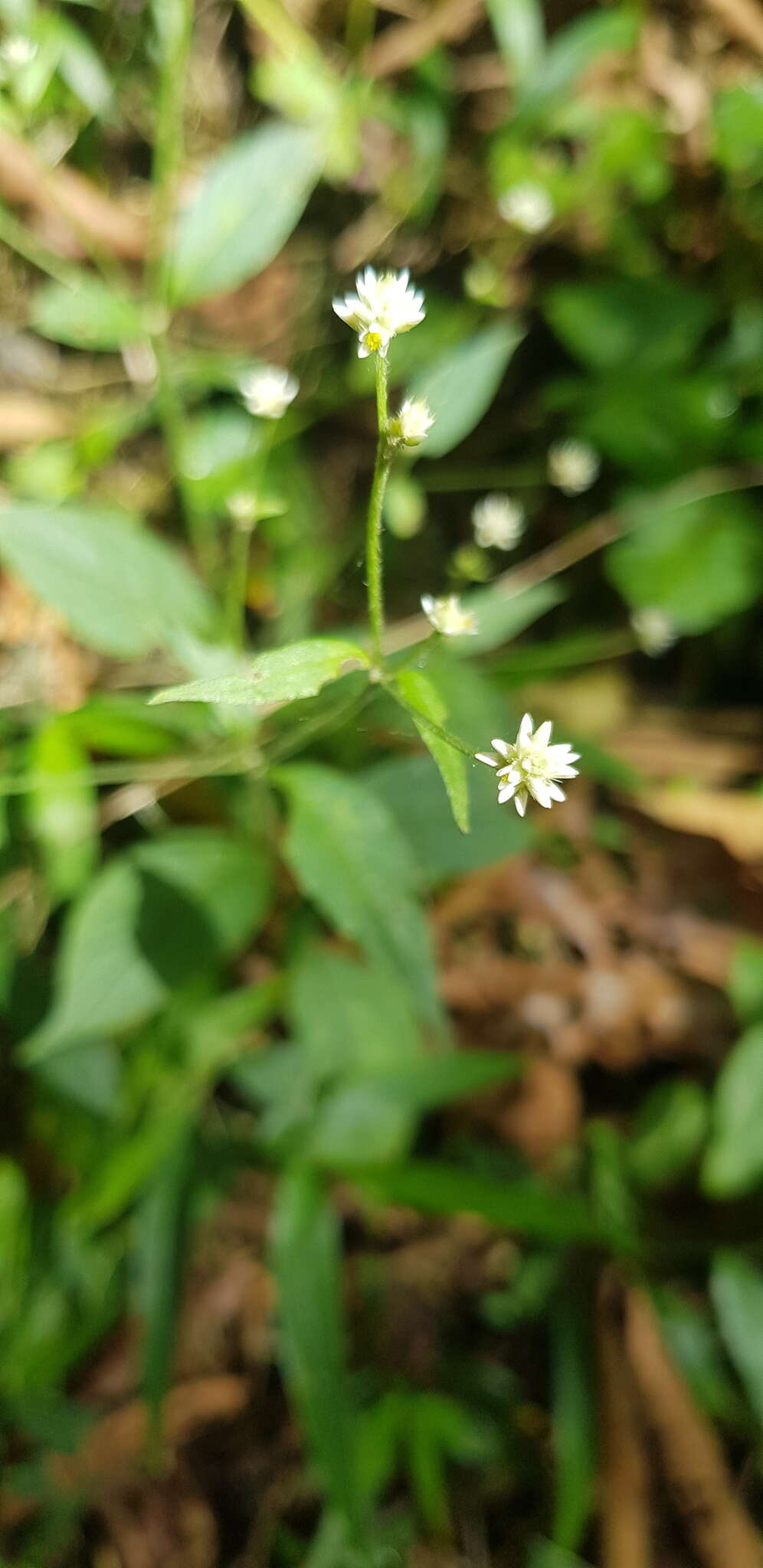 Image of Alternanthera pycnantha (Benth.) Standl.