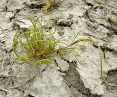 Image of curved sicklegrass