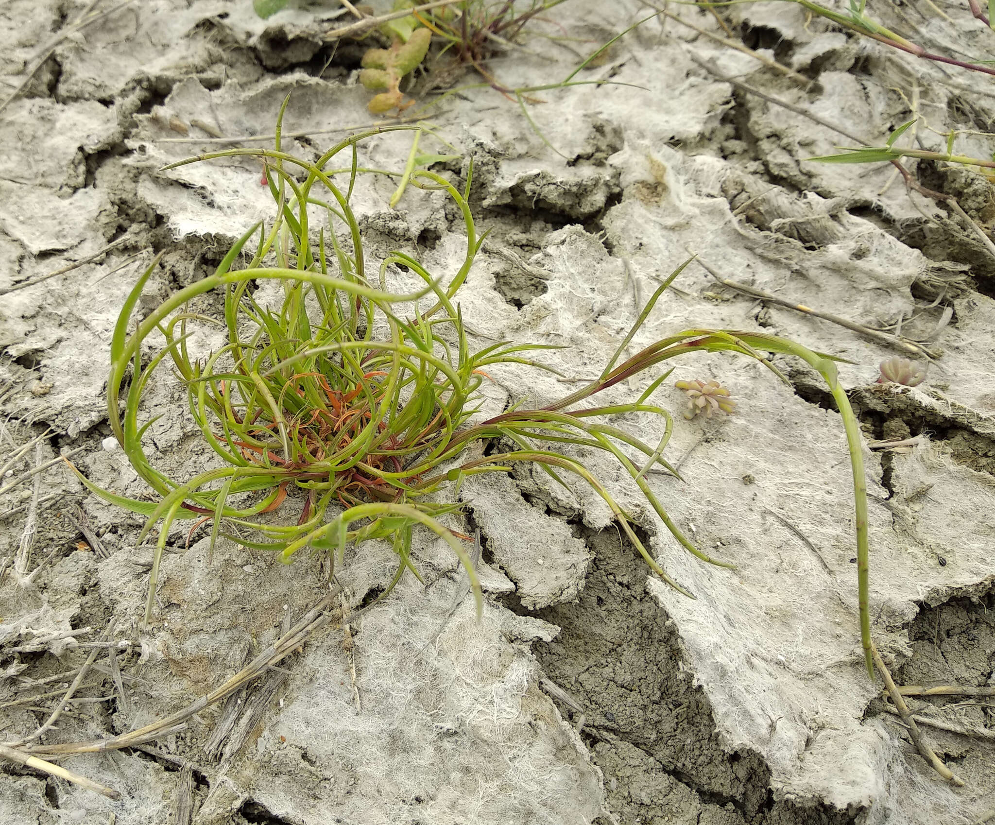 Image of curved sicklegrass
