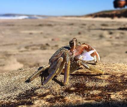 Image of Gulf ghost crab