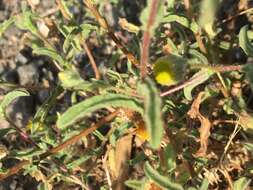 Image of ladies' false fleabane