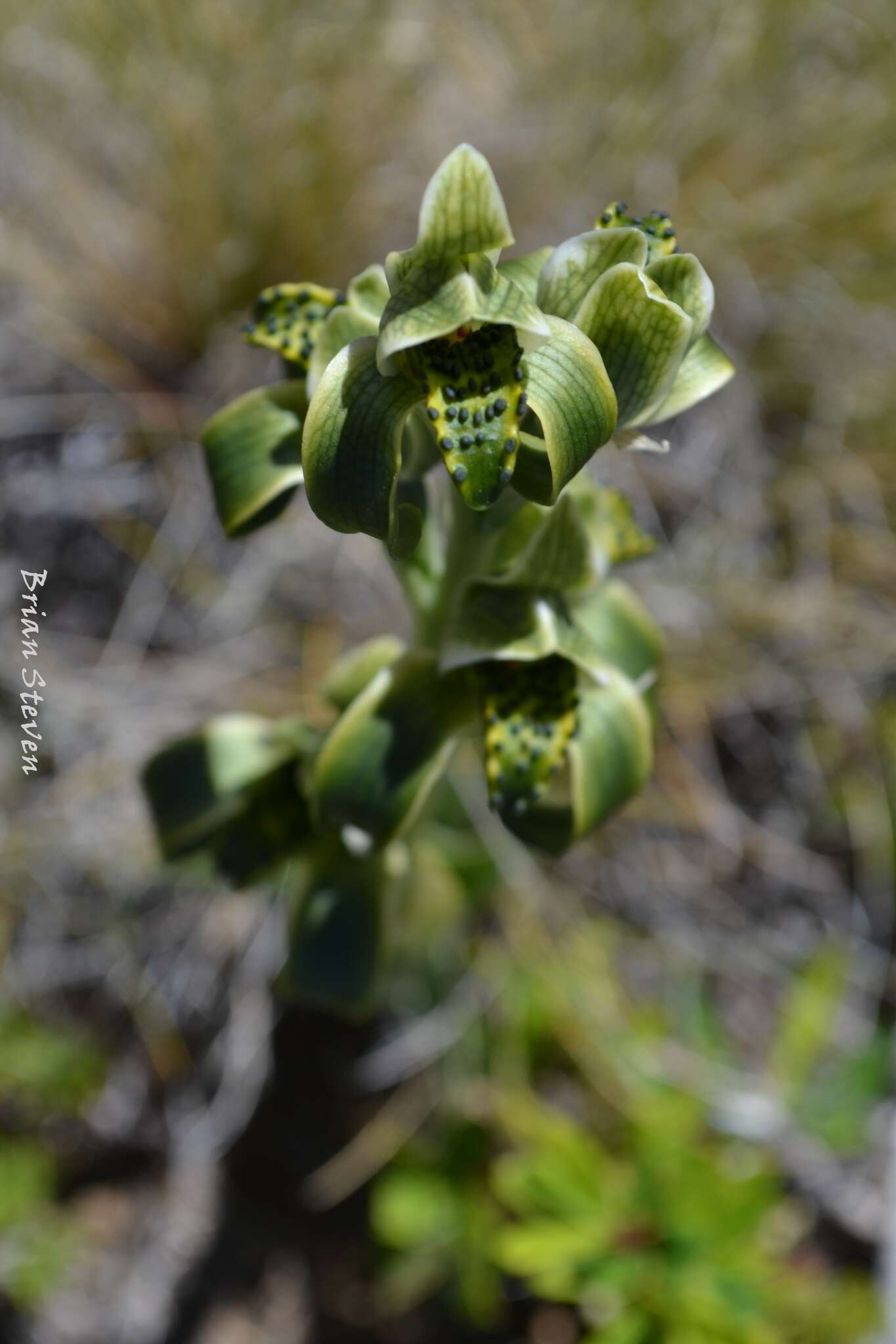 Image de Chloraea viridiflora Poepp.