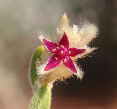 Image de Ptilotus arthrolasius F. Müll.