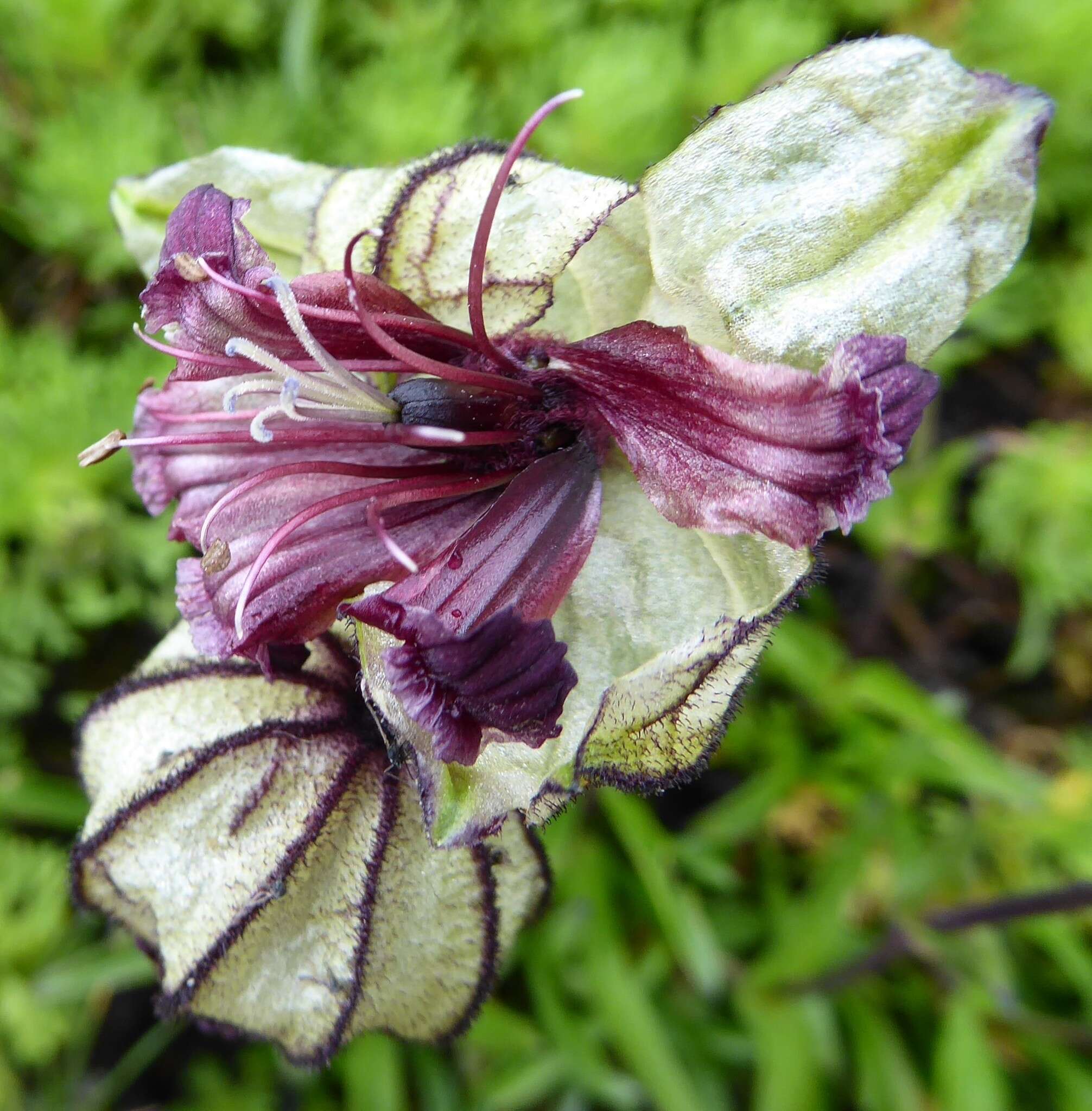 Plancia ëd Silene nigrescens (Edgew.) Majumdar