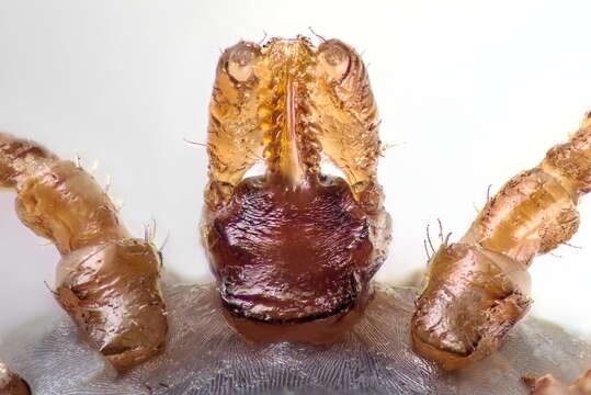 Ixodes canisuga Johnston 1849的圖片