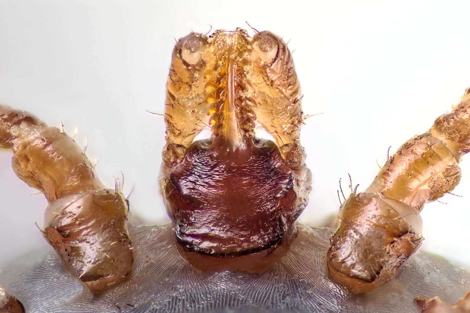 Ixodes canisuga Johnston 1849的圖片