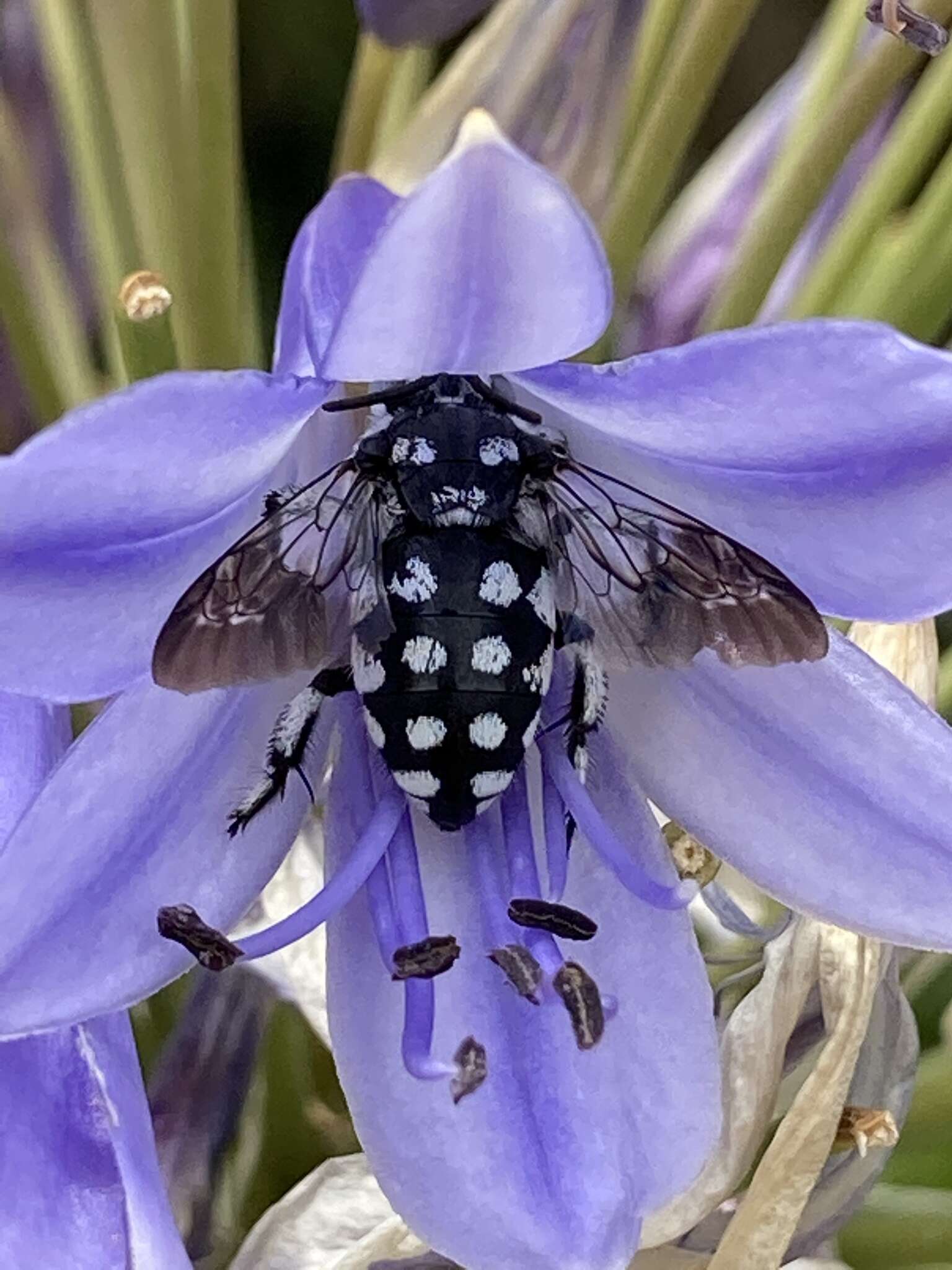 Image of Domino cuckoo bee