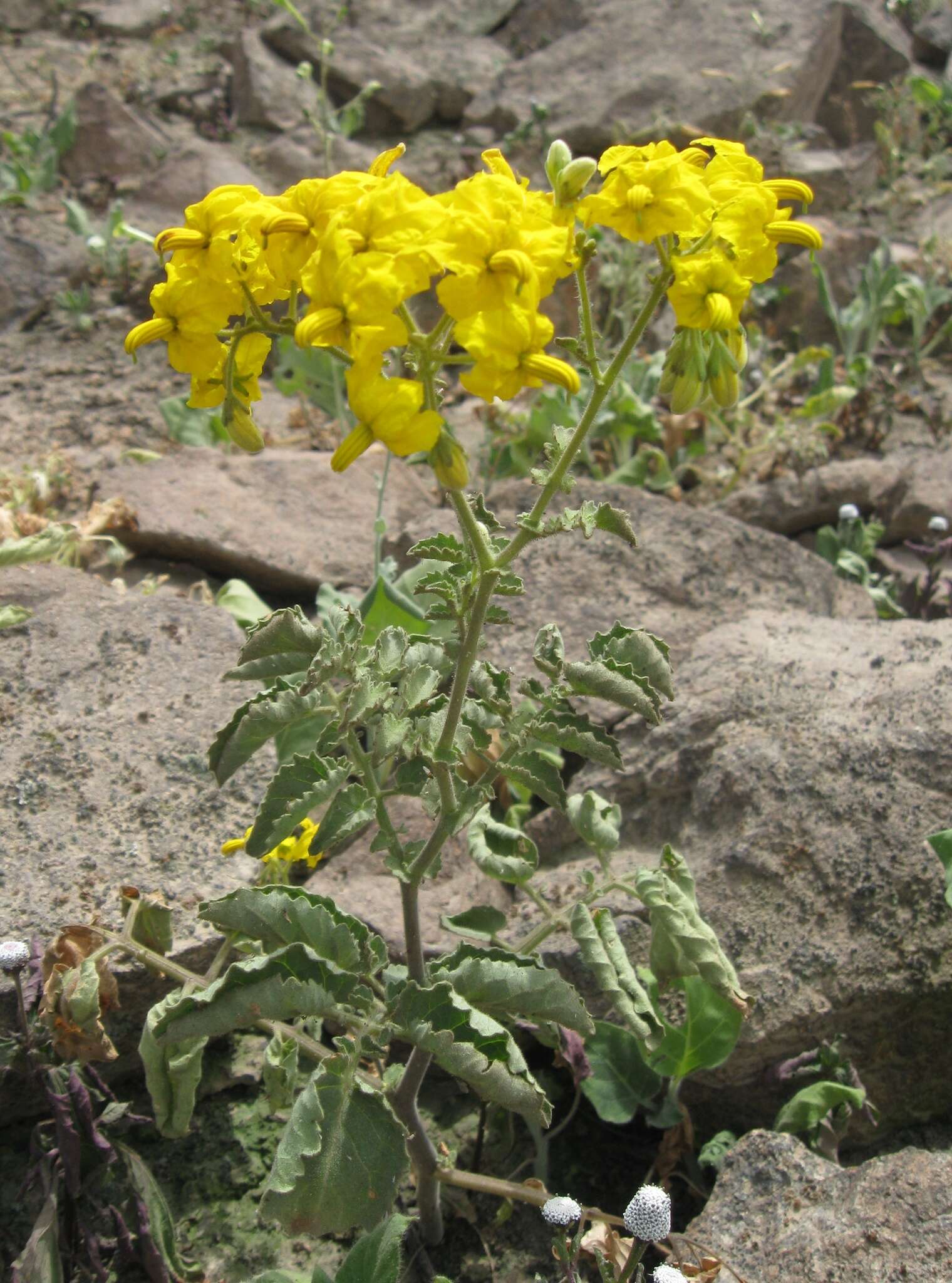 Imagem de Solanum pennellii Correll