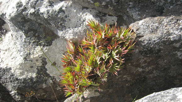 Image of Nivenia fruticosa (L. fil.) Baker