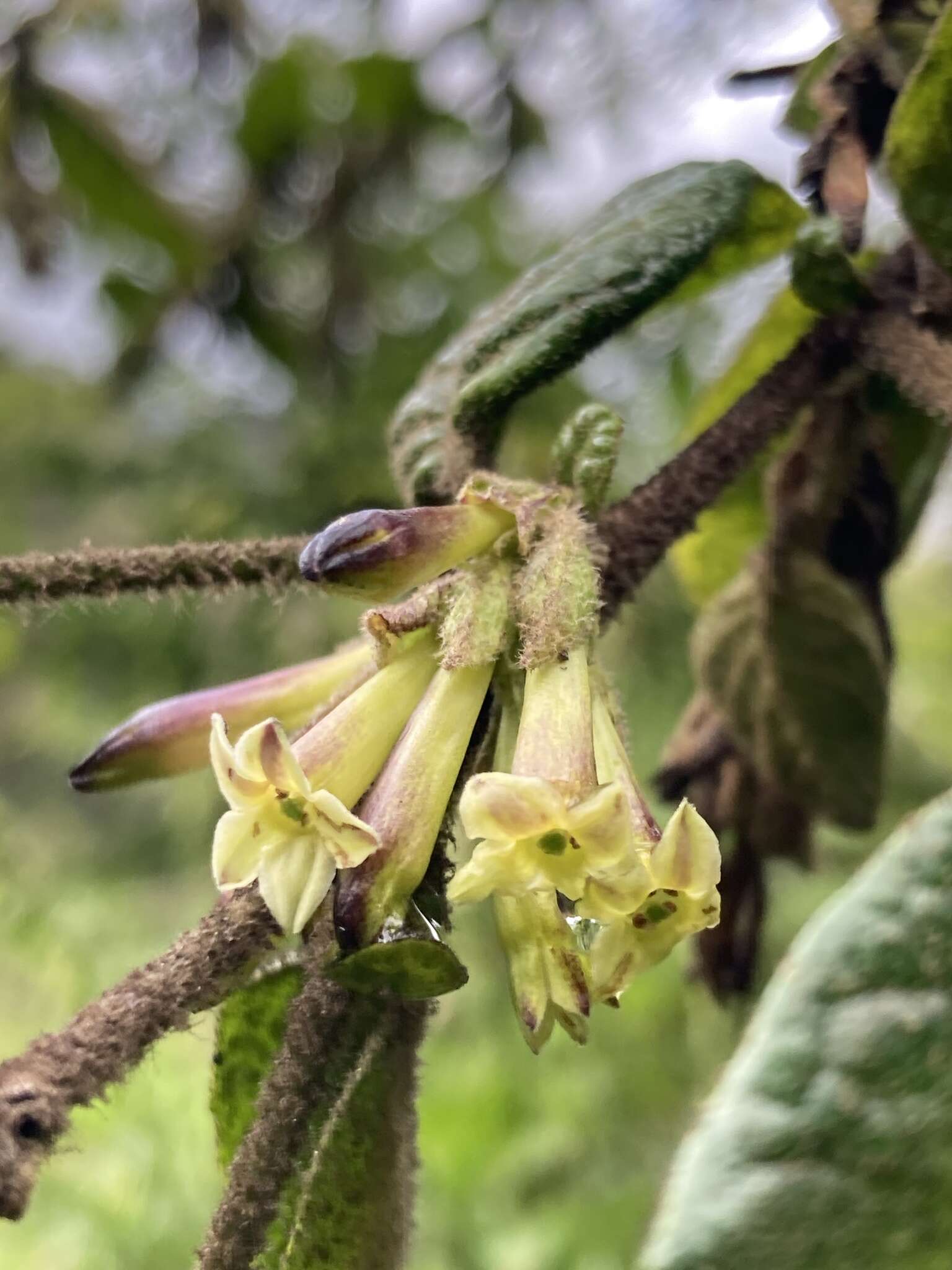 صورة Cestrum tomentosum L. fil.