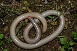 Image de Madatyphlops rajeryi (Renoult & Raselimanana 2009)