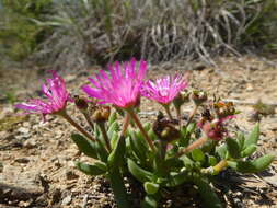 Imagem de Trichodiadema gracile L. Bol.