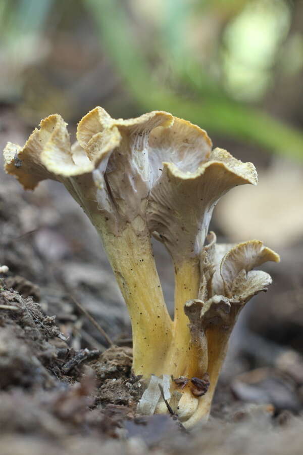 Image of Cantharellus melanoxeros Desm. 1830