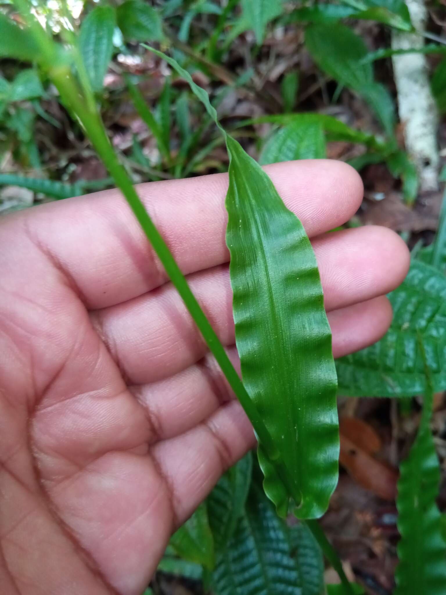 Image of Megastachya mucronata (Poir.) P. Beauv.