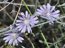 Image of Lactuca tenerrima Pourr.