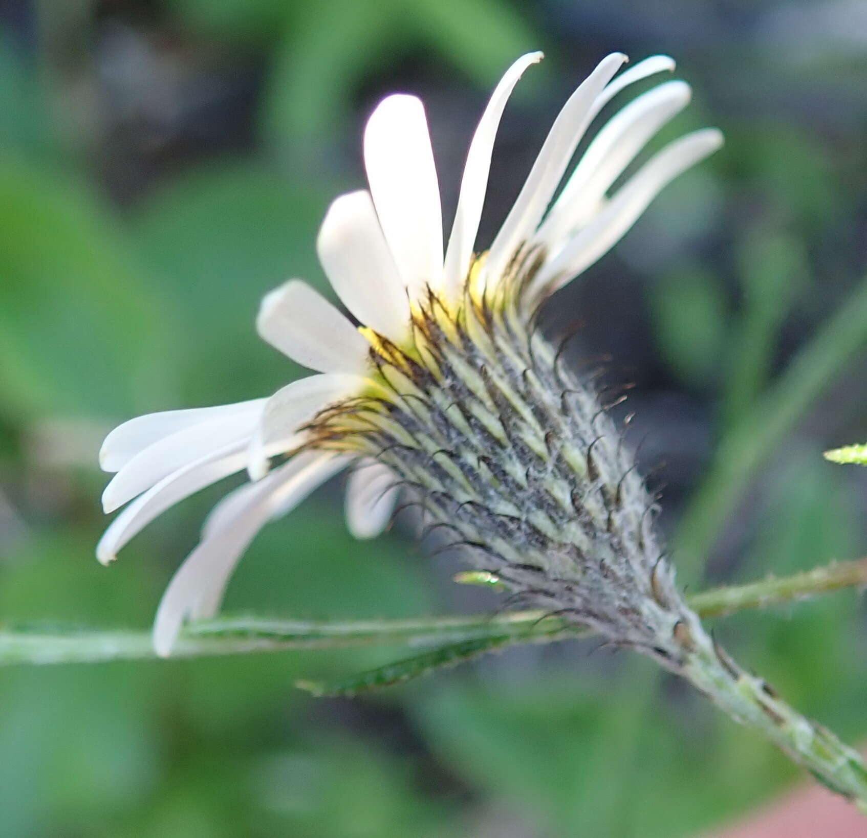 Image of Athrixia heterophylla subsp. heterophylla