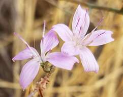 Sivun Stephanomeria exigua Nutt. kuva