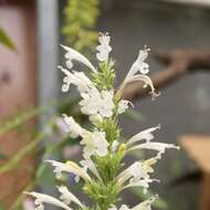 Image of Agastache mexicana subsp. xolocotziana Bye, Linares & T. Ram.
