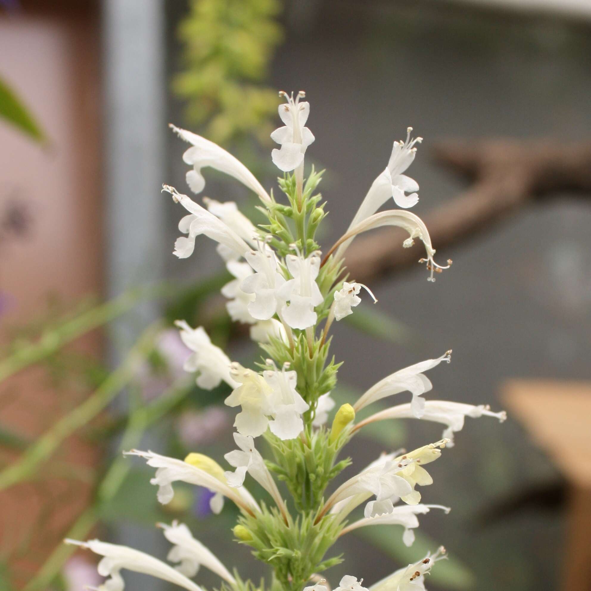 Imagem de Agastache mexicana subsp. xolocotziana Bye, Linares & T. Ram.