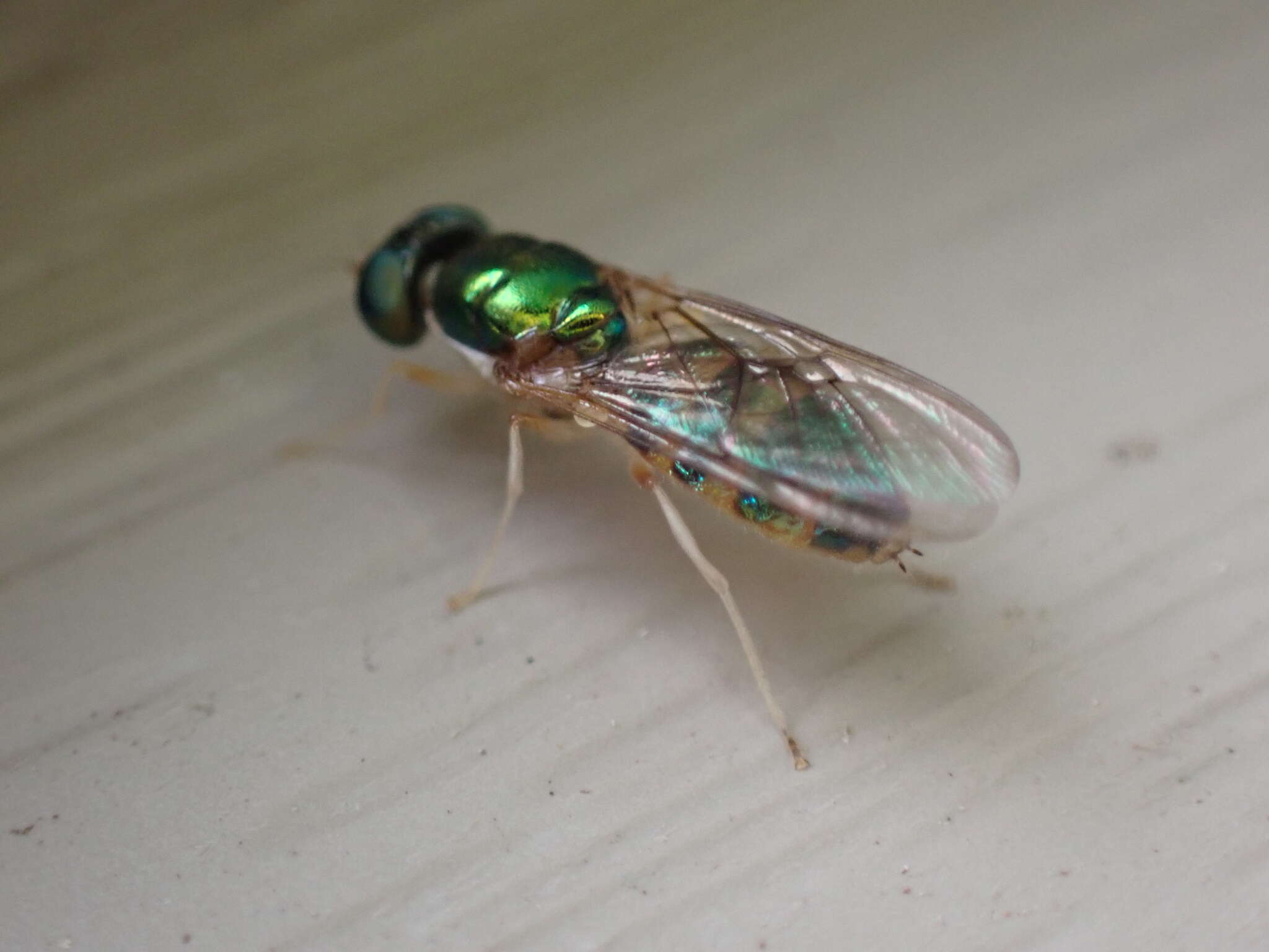 Image of Cephalochrysa canadensis (Curran 1927)