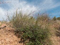 Image de Aristida ternipes Cav.