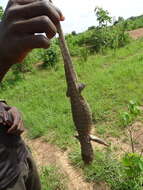 Image of Savannah Monitor