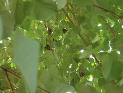 Image of Gambian Epauletted Fruit Bat