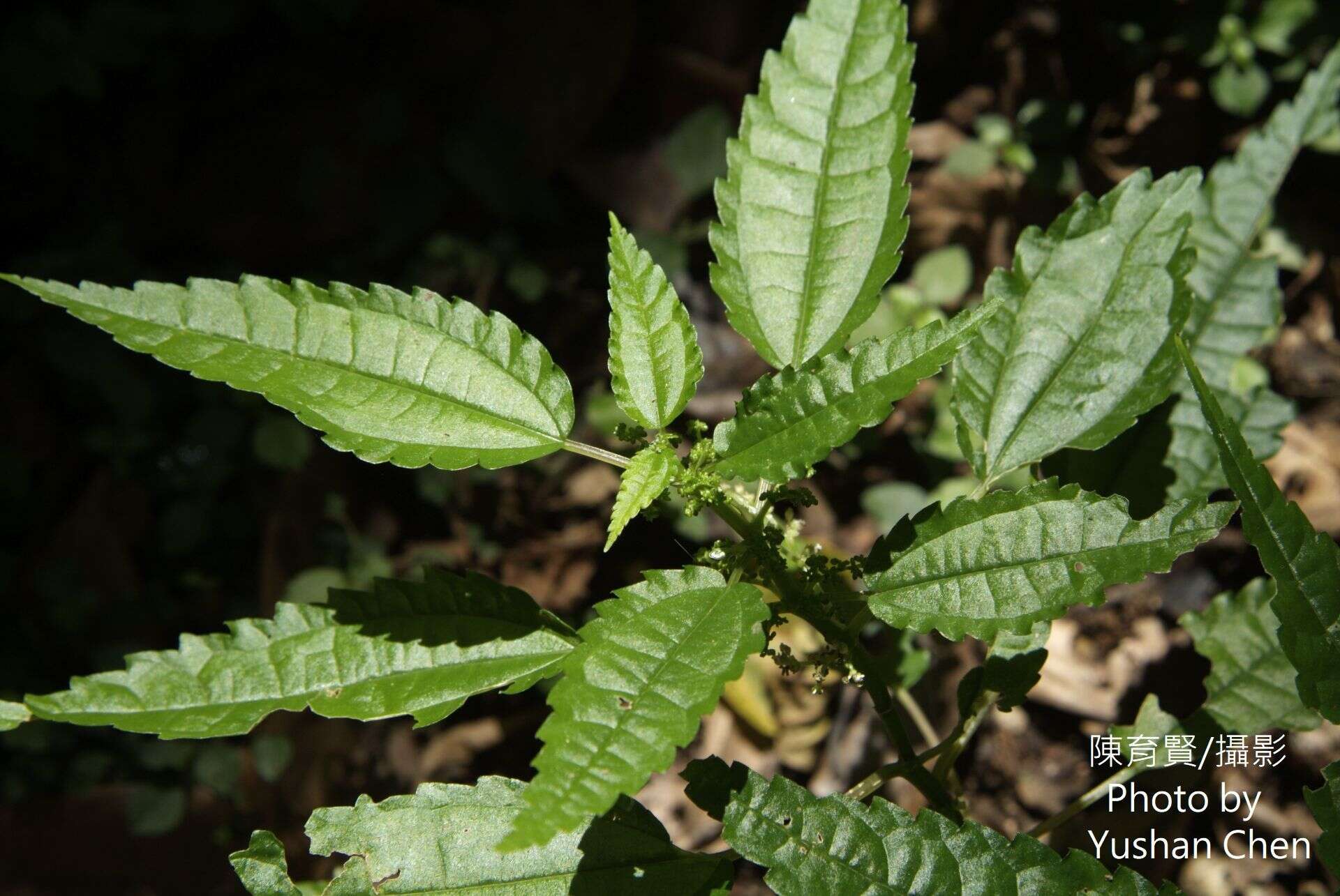 Image of Pilea angulata (Bl.) Bl.