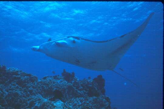 Image of Coastal Manta Ray