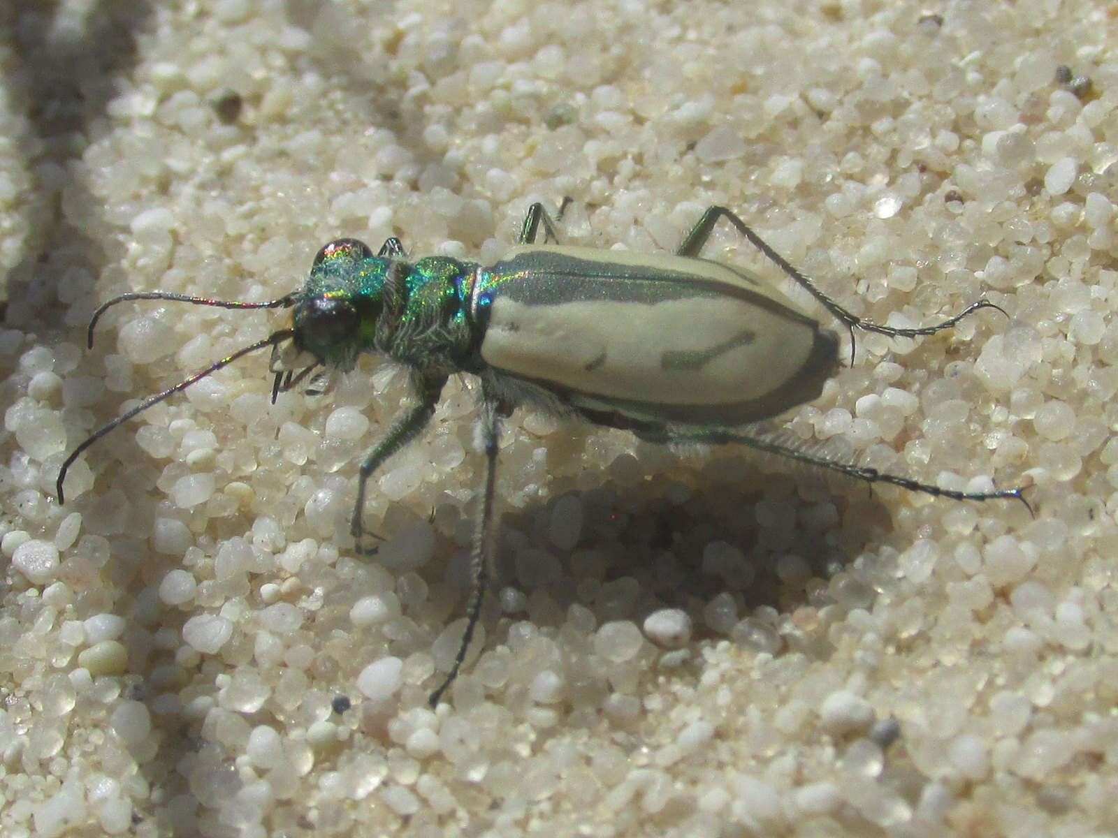 Image de Cicindela (Cicindela) limbata Say 1823