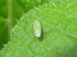 Image of Orthotylus flavosparsus (C. Sahlberg 1841)