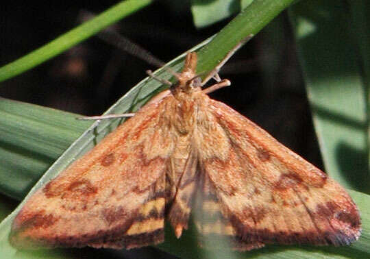 Image of Pyrausta subsequalis Guenée 1854