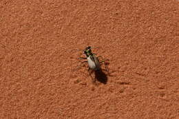 Image of Coral Pink Sand Dunes Tiger Beetle