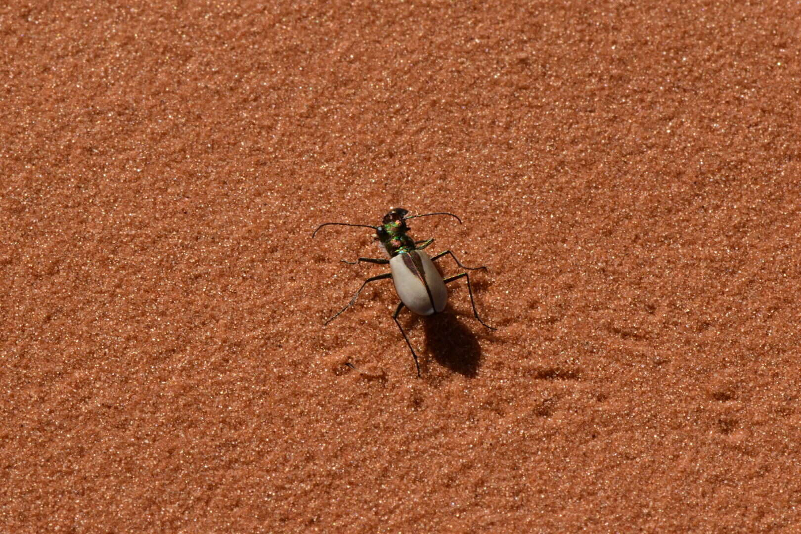 Image of Coral Pink Sand Dunes Tiger Beetle