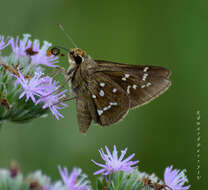 Atrytonopsis loammi Whitney 1876 resmi