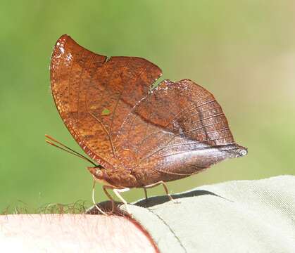 Zaretis strigosus resmi