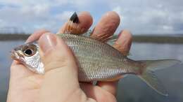 Sivun Eucinostomus currani Zahuranec 1980 kuva