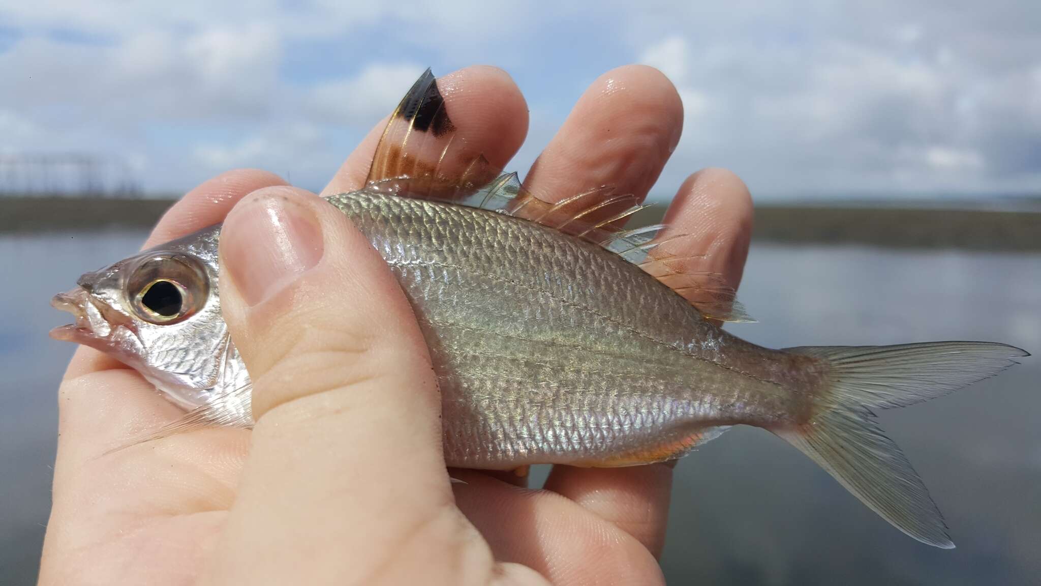 Sivun Eucinostomus currani Zahuranec 1980 kuva