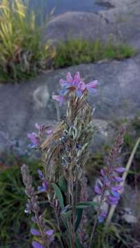 Imagem de Desmodium cuneatum Hook. & Arn.