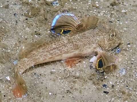 Image of Australian spiny gurnard