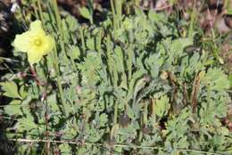 Image of Arctic poppy