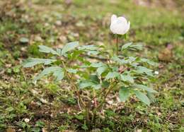 Image of Paeonia mascula subsp. russoi (Biv.) Cullen & Heywood