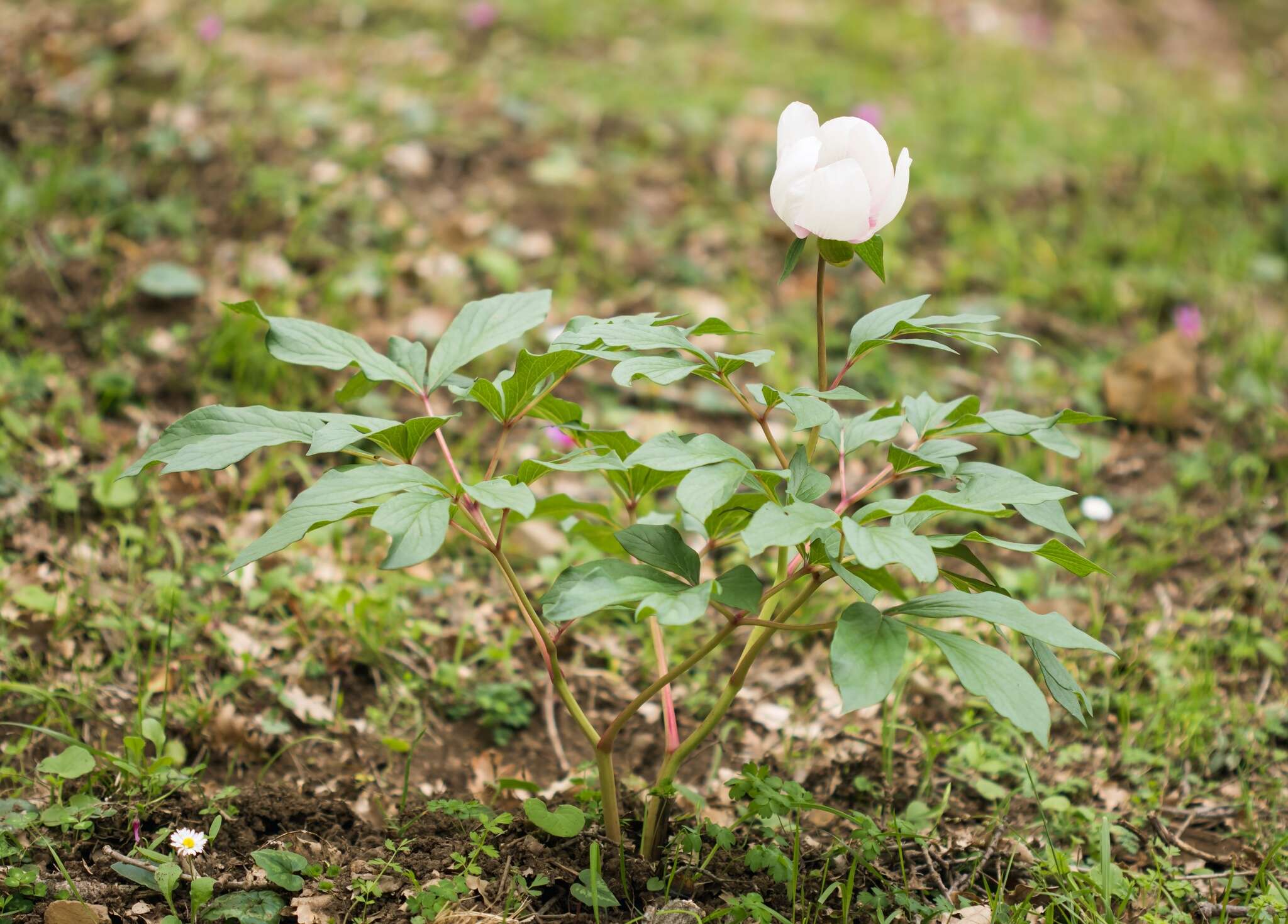 Image of Paeonia mascula subsp. russoi (Biv.) Cullen & Heywood