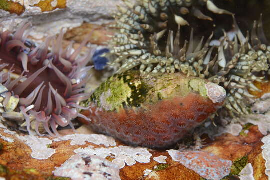 Image of Alcyonidium nodosum O'Donoghue & de Watteville 1944